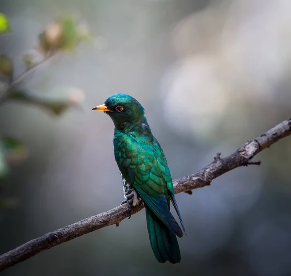 Cuco esmeralda asiático (Chrysococcyx maculatus ) — Foto de Stock