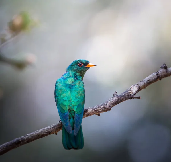 Cuckoo esmeralda asiática (Chrysococcyx maculatus ) — Fotografia de Stock