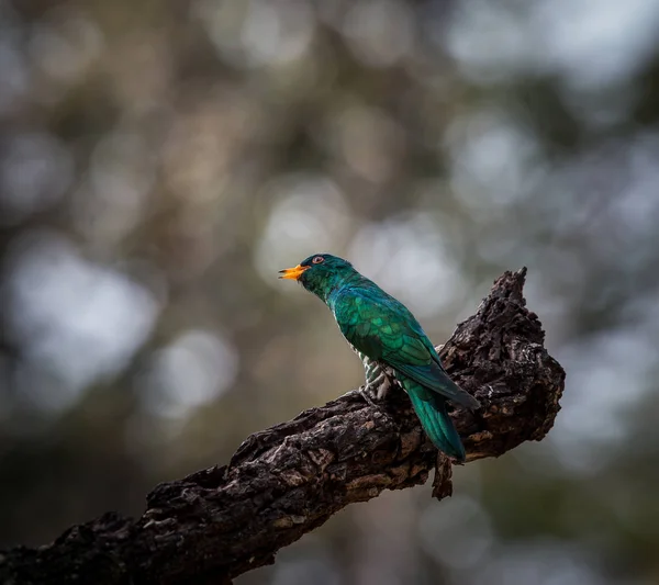 Cuckoo esmeralda asiática (Chrysococcyx maculatus ) — Fotografia de Stock