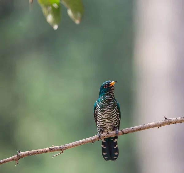 Asian Emerald Cuckoo (Chrysococcyx maculatus) — Stock Photo, Image