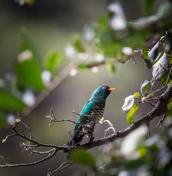 Cuco esmeralda asiático (Chrysococcyx maculatus ) — Foto de Stock