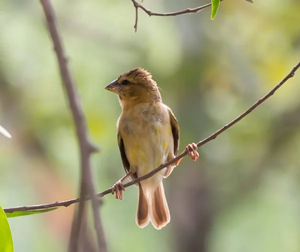 Weaver Bird è un uccello che mangia piccoli grani . — Foto Stock