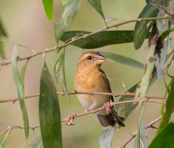 Weaver Bird è un uccello che mangia piccoli grani . — Foto Stock