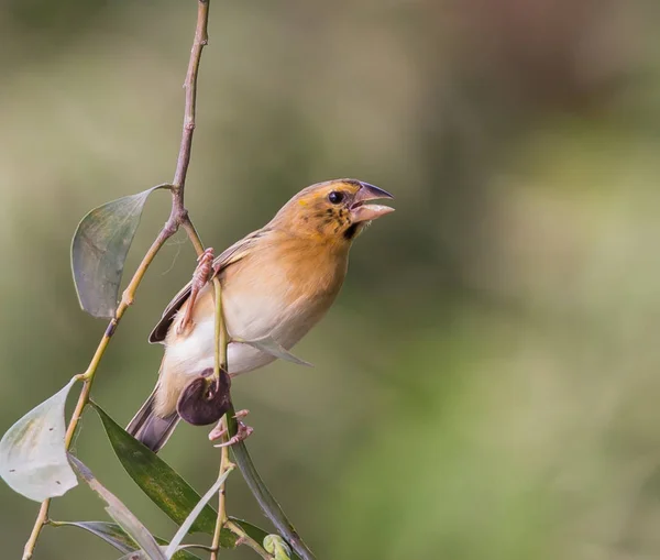 Weaver Bird is a bird eating small grains. Stock Image Everypixel