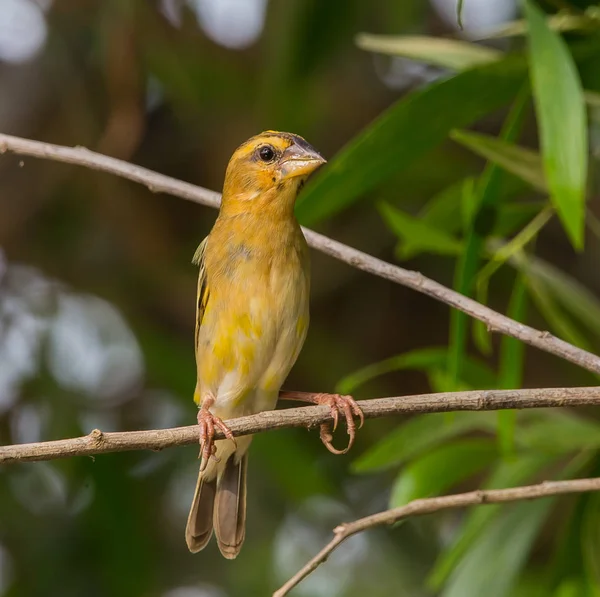 Weaver Bird is a bird eating small grains.