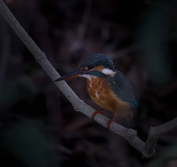 Kingfisher comum (Alcedo atthis ) — Fotografia de Stock