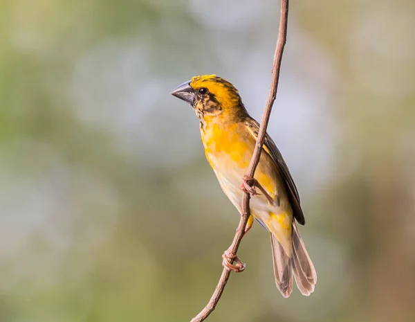 Weaver Bird é um pássaro comendo pequenos grãos . — Fotografia de Stock