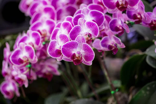 Фиолетовая орхидея в саду — стоковое фото