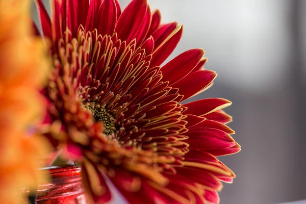 Red chrysanthemum in vase on table. — Stock Photo, Image