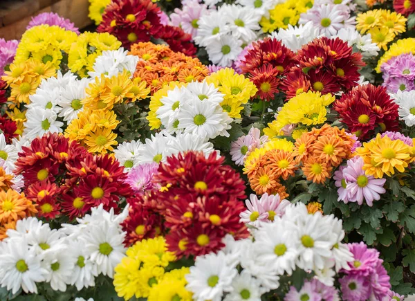 Rode chrysant in de graden. — Stockfoto