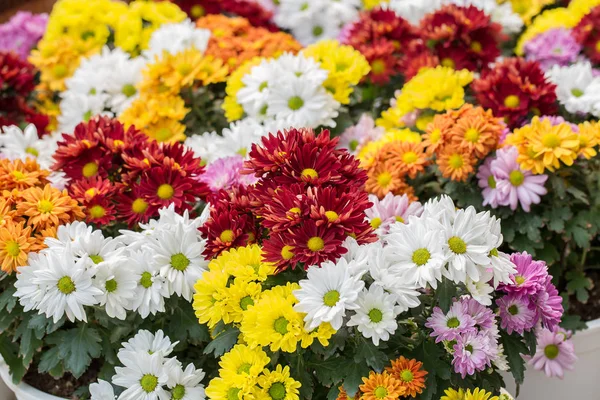 Graden kırmızı krizantem.