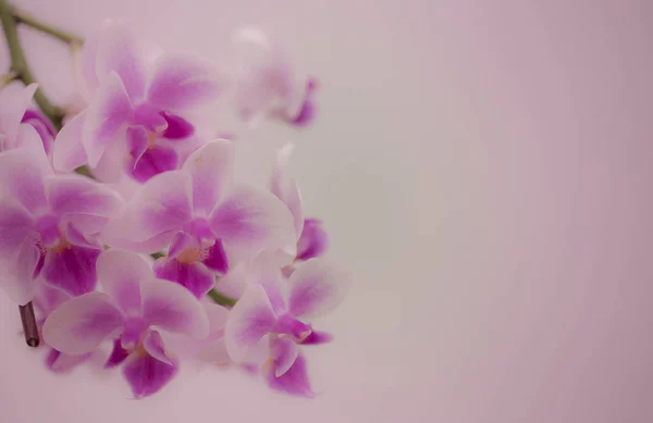 Orchidée à fleurs violettes avec fond blanc . — Photo