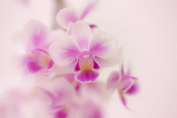 Lila virág orchidea, fehér hátteret. — Stock Fotó