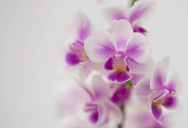 Lila blomma orkidé med vit bakgrund. — Stockfoto