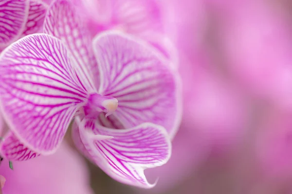 花园里的粉红色兰花 — 图库照片