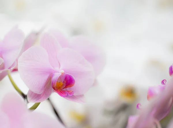 Orchidée rose dans le jardin — Photo