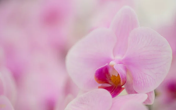 Bahçede pembe orkide — Stok fotoğraf