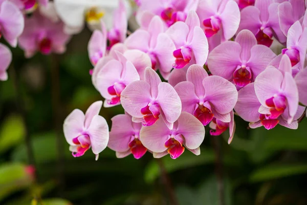 Pink orchid in the garden. — Stock Photo, Image