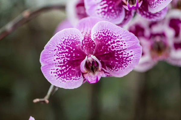 Orchidée rose dans le jardin. — Photo