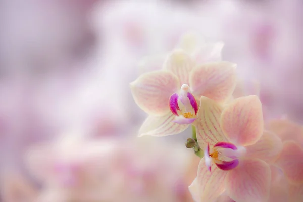 Fleurs d'orchidée jaune floue dans le jardin . — Photo