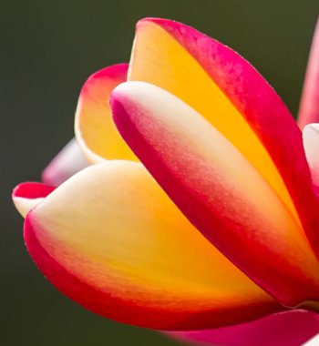 Plumeria parkta ağaç üzerinde kapatın.