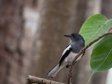 Oryantal magpie robin (Copsychus saularis )
