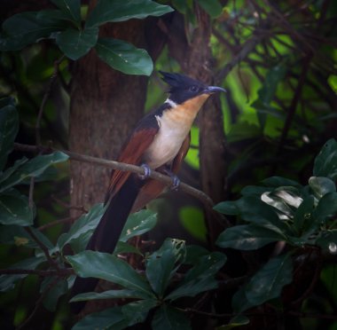 Kestane - kanatlı guguk kuşu 