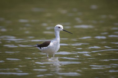 Siyah kanatlı stilt (Himantopus himantopus)