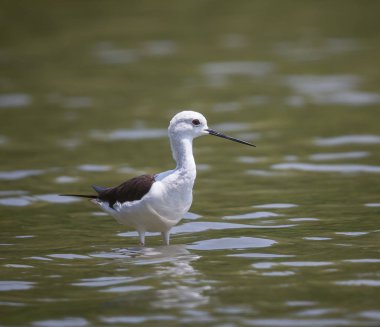 Siyah kanatlı stilt (Himantopus himantopus)
