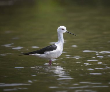 Siyah kanatlı stilt (Himantopus himantopus)