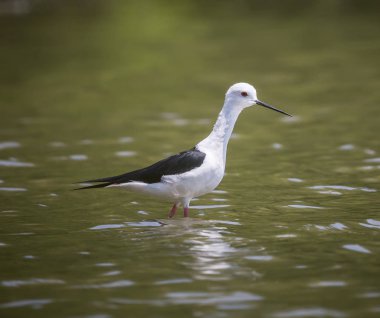 Siyah kanatlı stilt (Himantopus himantopus)