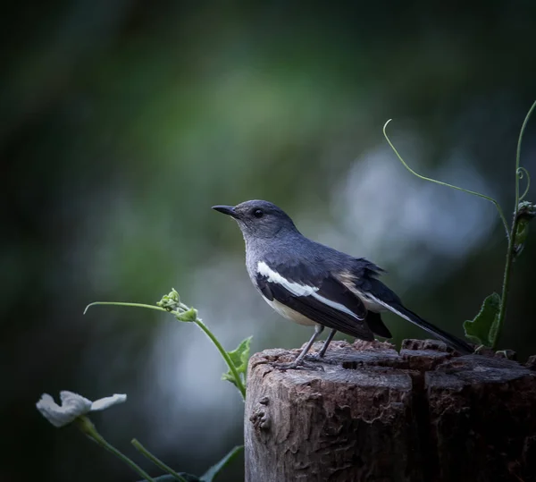 Rotkehlchen Copsychus Saularis — Stockfoto