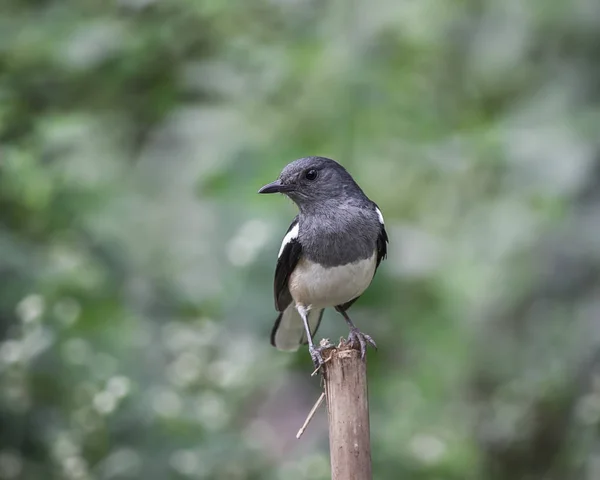 东方喜鹊罗宾 Copsychus Saularis — 图库照片