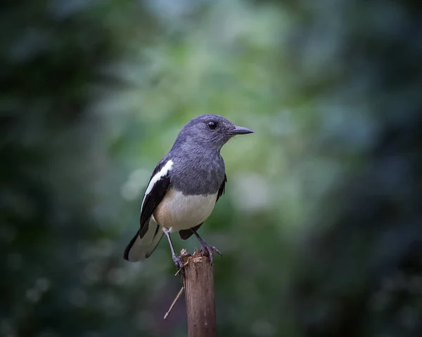 东方喜鹊罗宾 (Copsychus saularis ) — 图库照片