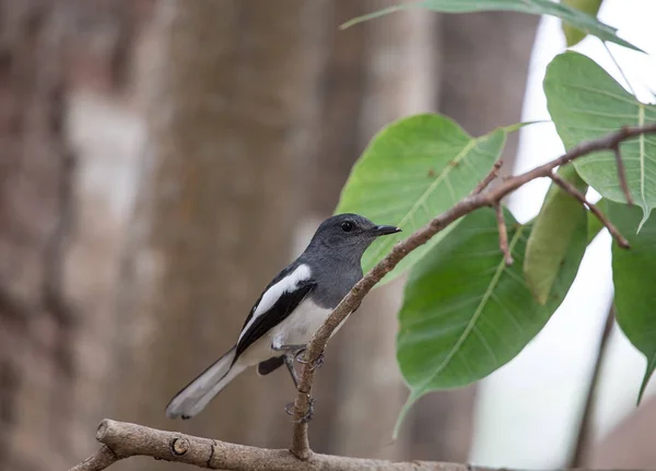 Ανατολίτικο Magpie Robin Copsychus Saularis — Φωτογραφία Αρχείου