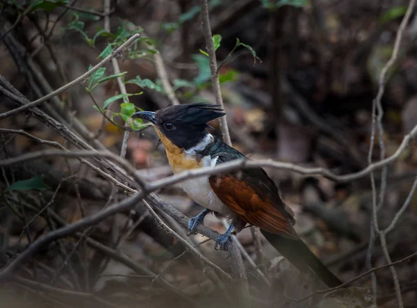 Chestnut - winged Cuckoo — Stock Photo, Image