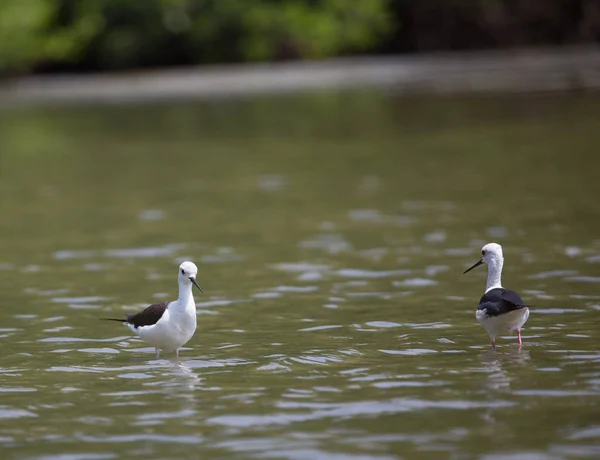 Palafitas de asas negras (Himantopus himantopus) — Fotografia de Stock