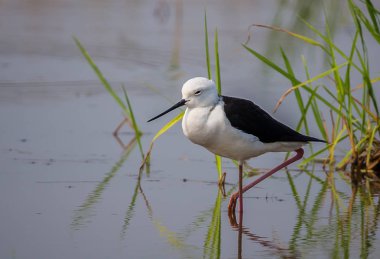 Siyah kanatlı stilt (Himantopus himantopus)