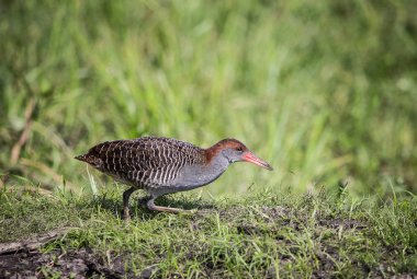 Demiryolu (Gallirallus striatus böğürlerin göğüslü )