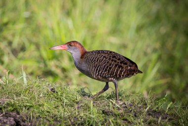 Demiryolu (Gallirallus striatus böğürlerin göğüslü )