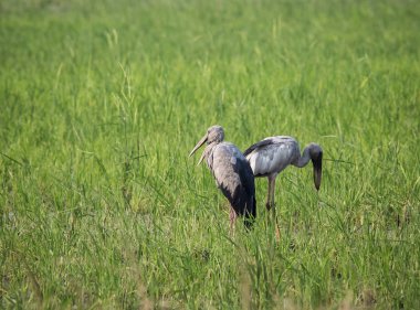 Asya openbill (Anastomus oscitans)