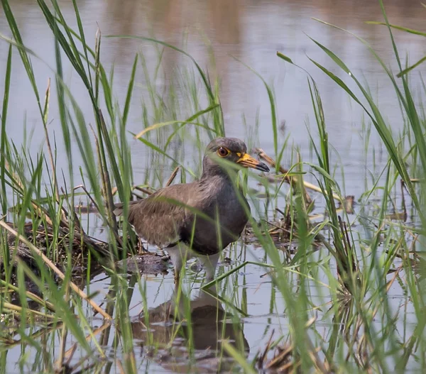 Szary headed Czajka (Vanellus cinereus) — Zdjęcie stockowe