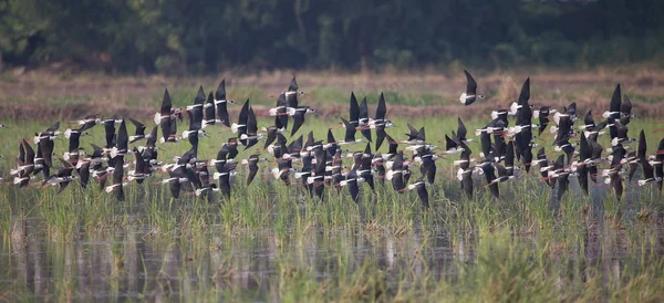 Siyah Kanatlı Stilt Himantopus Himantopus — Stok fotoğraf