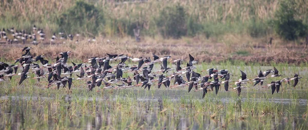 Stelzenläufer Himantopus Himantopus — Stockfoto