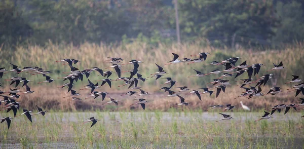 Palafitas de asas negras (Himantopus himantopus) — Fotografia de Stock