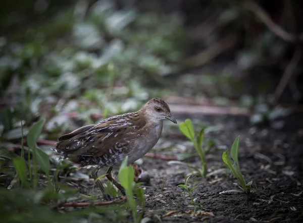 Chřástal nejmenší (Porzana pusilla ) — Stock fotografie