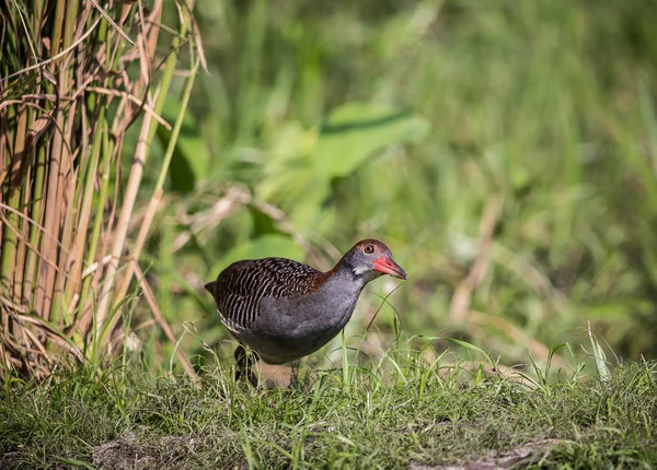 Demiryolu (Gallirallus striatus böğürlerin göğüslü ) — Stok fotoğraf