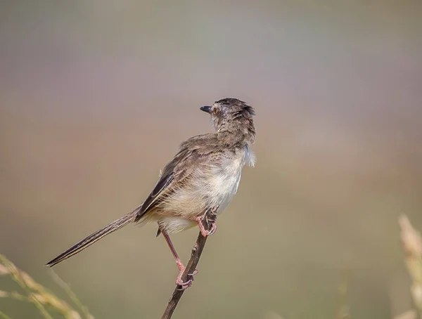 Plain Prinia — Stock Photo, Image