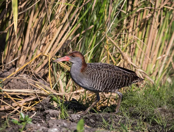 Carril de pecho laminado (Gallirallus striatus  ) — Foto de Stock