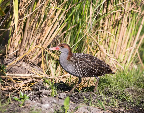 Ferroviário de peito liso (Gallirallus striatus  ) — Fotografia de Stock